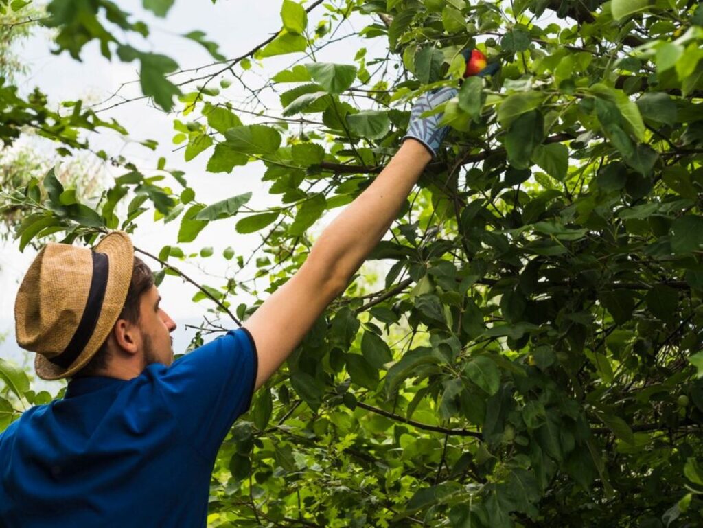 tree services Willoughby